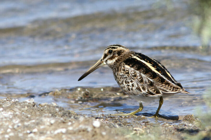 Jack Snipe standing in water